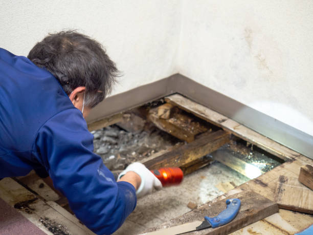 Best Mold Remediation for Schools in Poteau, OK
