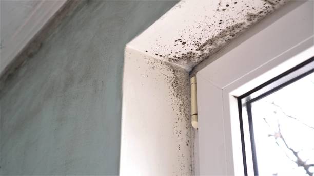 Best Mold Remediation for Specific Building Types in Poteau, OK