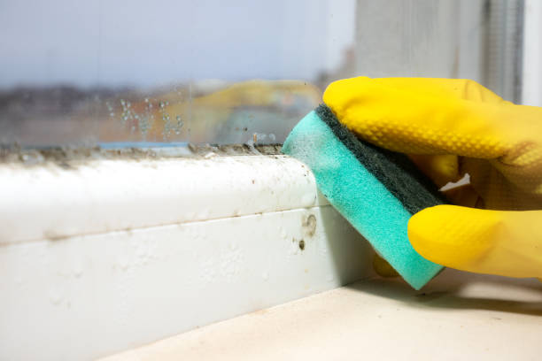 Best Emergency Mold Remediation in Poteau, OK