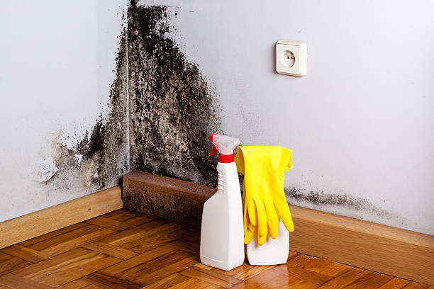 Best Bathroom Mold Remediation in Poteau, OK