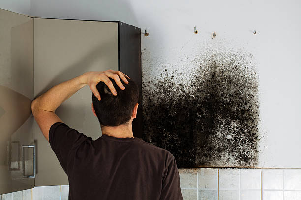 Trusted Poteau, OK Mold Remediation Experts
