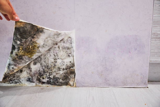 Best Localized Mold Remediation (e.g., coastal areas, humid climates) in Poteau, OK